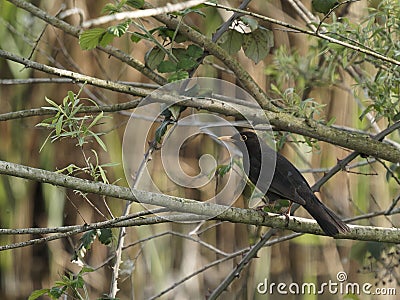 detail of a blackbird in a meadow Stock Photo