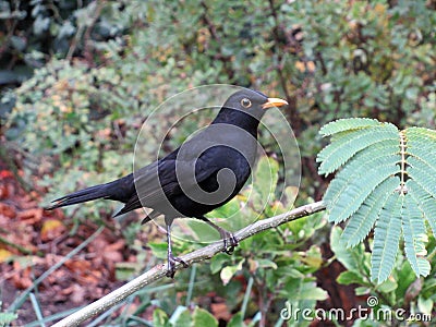 The blackbird with orange beak and pulled down wings is sitting on the grey branch. Stock Photo