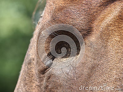 Detail of blind horse head. Horse without eye ball Stock Photo