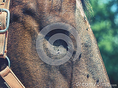 Detail of blind horse head. Horse without eye ball Stock Photo