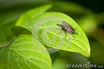 Blowfly sitting on a leaf against a dark green background Stock Photo