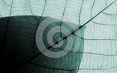 Detail of a blue leaf patterns. Stock Photo