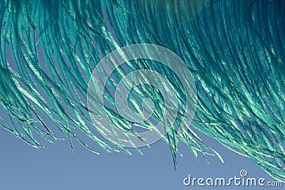 Blue ostrich feathers Stock Photo