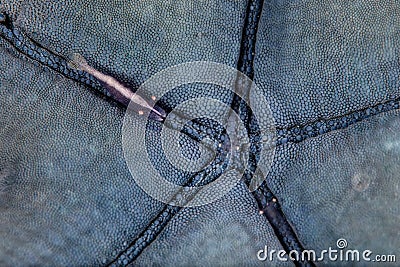 Detail of Blue Starfish and Symbiotic Shrimp Stock Photo