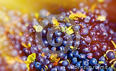 Detail of blueberry Vaccinium myrtillus ripe berries of blueberries and light effect. Stock Photo