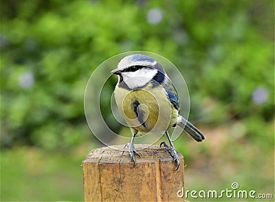 The bluetit with black closed beak standing on the light brown stake. Stock Photo