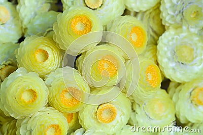 Detail of bouquet of small yellow flowers full frame Stock Photo