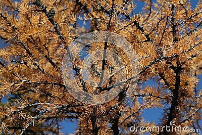 Detail, branches, Western larch Stock Photo