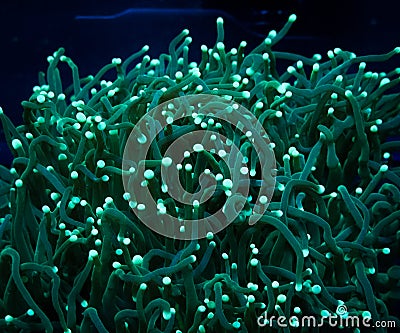 Green Tentacle Torch Coral Euphyllia Glabrescens Stock Photo