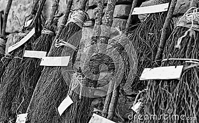 Detail of brooms for witches at halloween Stock Photo