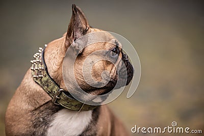 Detail of brown French bulldog looking aside Stock Photo