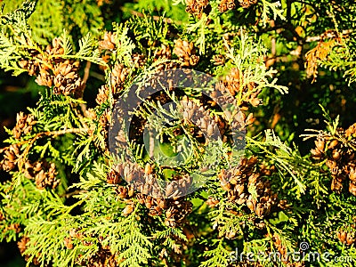 Detail brown small cones on thuja branches Stock Photo