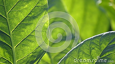 Detail of a brown tobacco leaf Stock Photo