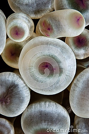 Detail of a Bubble anemone (Entacmaea quadricolor) Stock Photo
