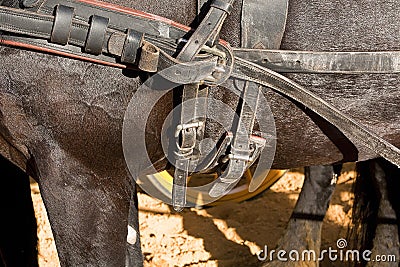 Detail of buckles and straps of a horse used for the transportation of carriages Stock Photo