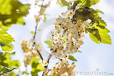 Detail of a bunch of white currant on a branch against blue sky, during summer Stock Photo