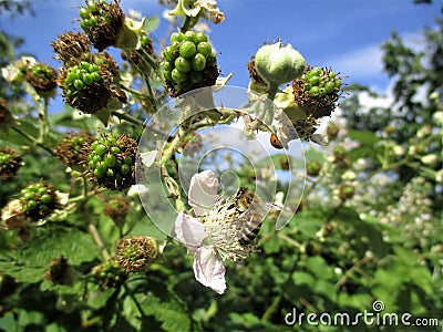 Busy bee is feeding flower juice. Stock Photo