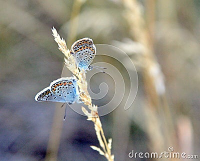Butterflies in wild field at springtime in Hungary. Stock Photo