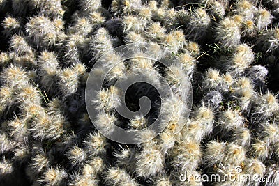 Detail of a cactus in the andean mountains Stock Photo