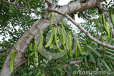 Carob tree with carob beans Stock Photo