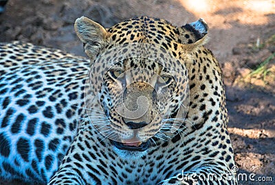 Close up of a cheetah Stock Photo