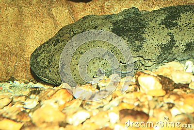 Chinese giant salamander Stock Photo