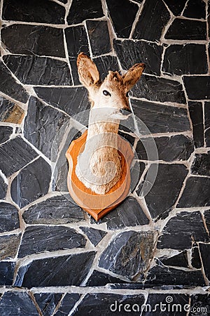 Little Head of a Deer hanging on a Wall Stock Photo