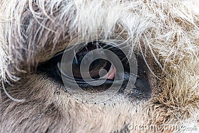 Detail / closeup of the eye of a donkey Stock Photo
