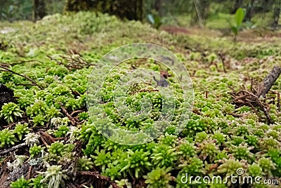 Forest floor covered with a layer of green and white moss with leaf litter Stock Photo