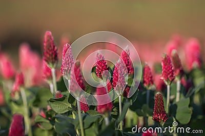 Detail Clovers in Clover Field Stock Photo