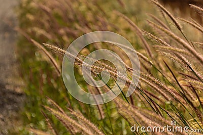 Detail of a clump of grass. Stock Photo