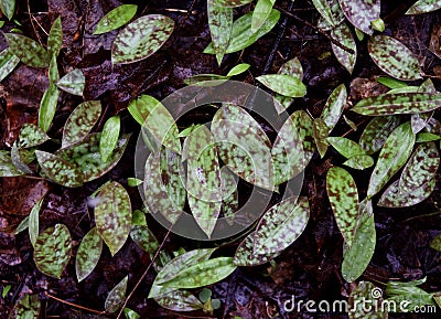 Detail of a cluster of trout lily green and purple spotted leaves emerging in a spring forest. Stock Photo