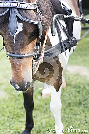 Detail of a coachman as he carries a carriage Stock Photo