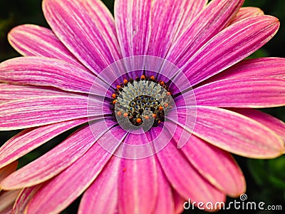 Colourful Pink Osteospermum Flowers Growing in Garden Stock Photo