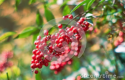 Detail of common holly bush with red berries on fence of town house in Lecco. Selective Focus Stock Photo