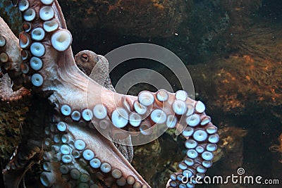 Detail of common octopus Stock Photo