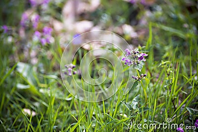 Detail of common ramping flower fumitory Stock Photo