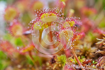 Detail of Common Sundew leaves Stock Photo