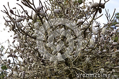 Detail of crouded unopened pine cones on dead shore pine, East Sooke Park Stock Photo