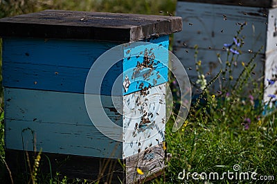 Detail of crowded gate into wooden bee hive. Bees arriving with legs wrapped by yellow pollen. Bees leaving hive and Stock Photo