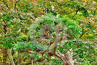Bonsai juniperus squamata Stock Photo