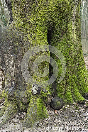 Detail of the crust of the tree Stock Photo