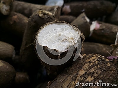 Cut or slice of a root of Manihot esculenta or cassava, manioc, yuca or cassava Stock Photo