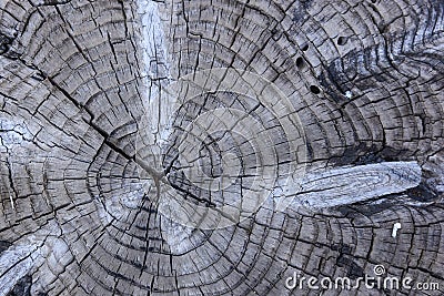 Detail of the cut of a trunk of a tree Stock Photo