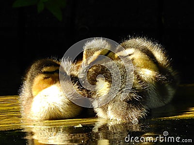 Cute ducklings are huddling together at sunrise. Stock Photo