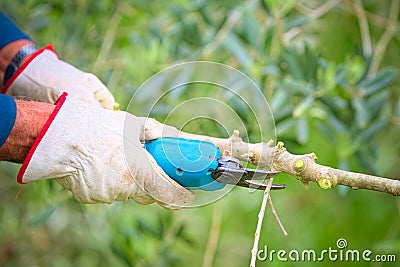 Detail of cutting a branch of olive tree needs to be pruned Stock Photo