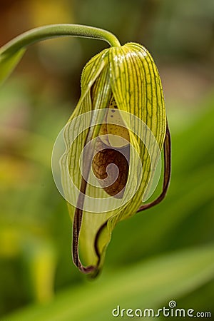 Detail of a Cypripedium flower with green leaves in the background Stock Photo