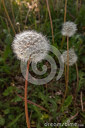 Detail of Dandelion in forest Stock Photo