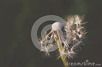 Detail of dandelion with matt effect Stock Photo