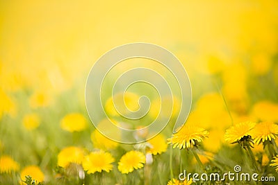 Detail of dandelions on meadow, Stock Photo